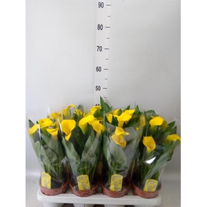 Zantedeschia  'Sunclub'
