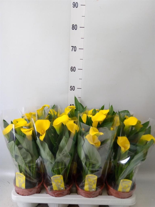 <h4>Zantedeschia  'Sunclub'</h4>