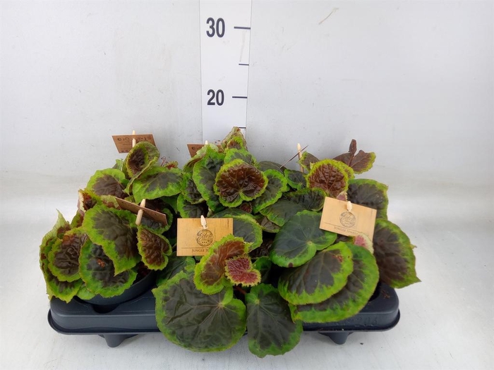 <h4>Begonia BD ...</h4>