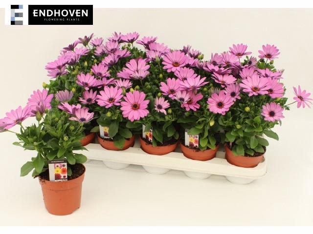 <h4>OSTEO DAL AIDA</h4>