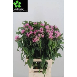 MONARDA PINK SUPREME