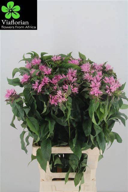 <h4>MONARDA PINK SUPREME</h4>