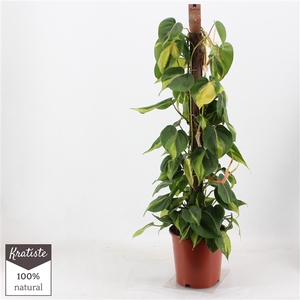 PHILODENDRON BRASIL kratiste klimstok 80cm