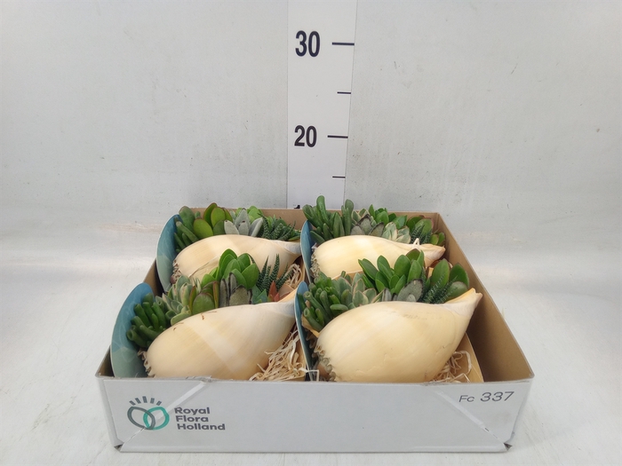 <h4>Planten  ..in schelp L%</h4>