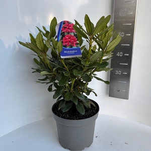 Rhododendron 'Nova Zembla'