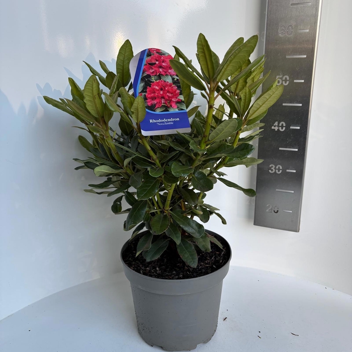 <h4>Rhododendron 'Nova Zembla'</h4>