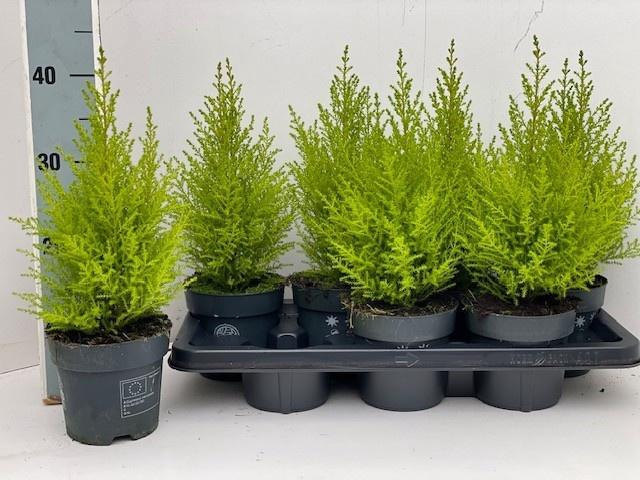 <h4>CUPR MA GOLDC WILMA</h4>