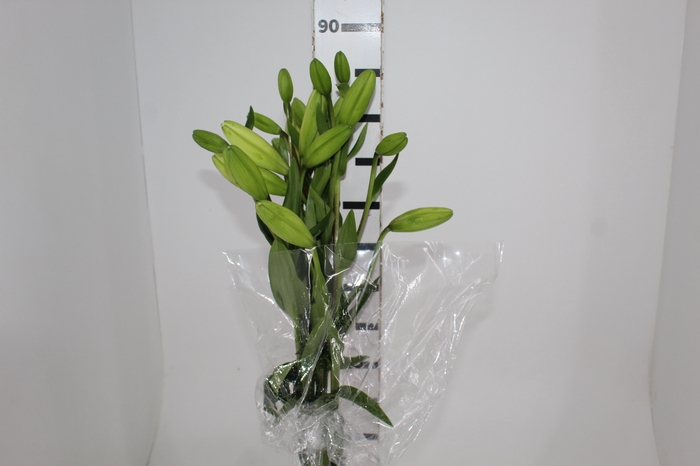 <h4>LIRIO RODENGO 090 CM HT 2/3 FLS BRANCO</h4>