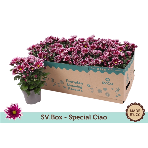 <h4>Chrysant Special Ciao Carton</h4>