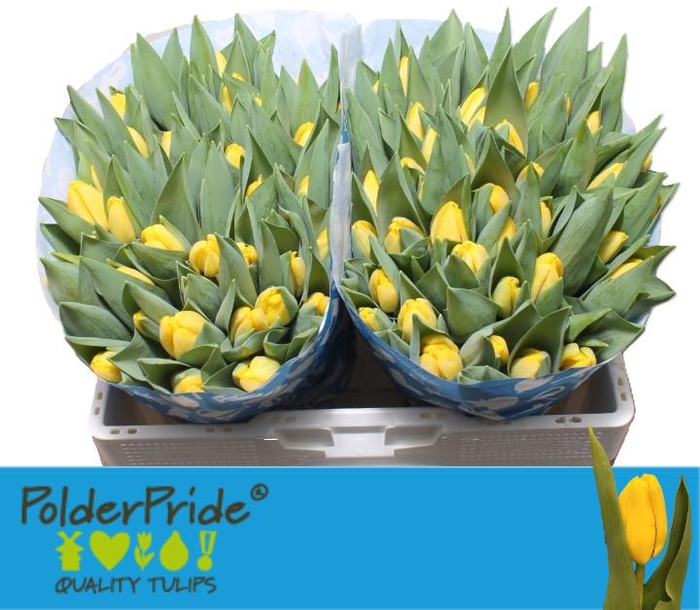 <h4>TU EN NOVI SUN</h4>