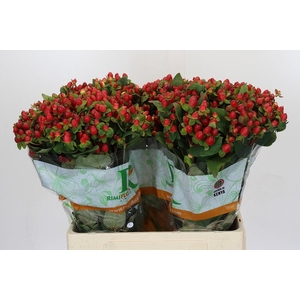 Hypericum Magical Triumph