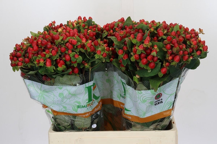 <h4>Hypericum Magical Triumph</h4>