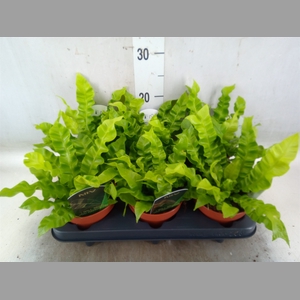 Asplenium nidus 'Crispy Wave'