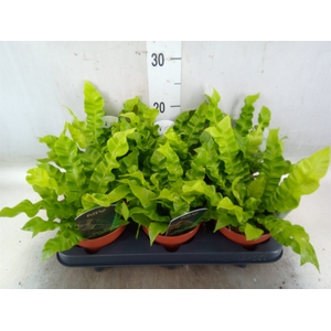 Asplenium nidus 'Crispy Wave'