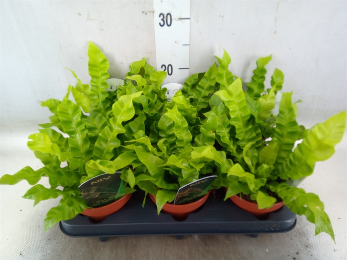 <h4>Asplenium nidus 'Crispy Wave'</h4>