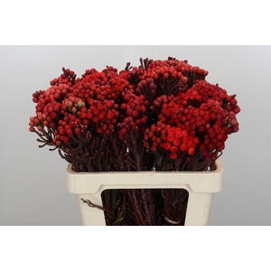 Kaaps Groen Red Brunia Small