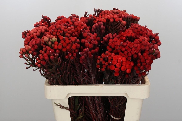 <h4>Kaaps Groen Red Brunia Small</h4>