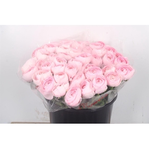 Ran... Su Lady Super Hanoi