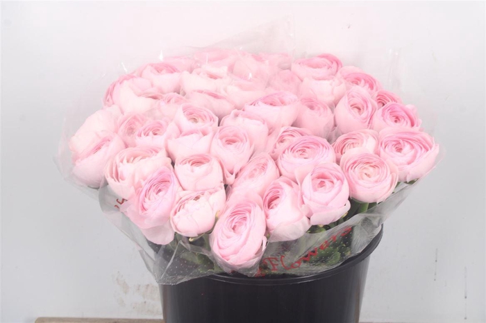 <h4>Ran... Su Lady Super Hanoi</h4>