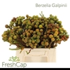 Kaaps Berzelia Galpinii Baubles