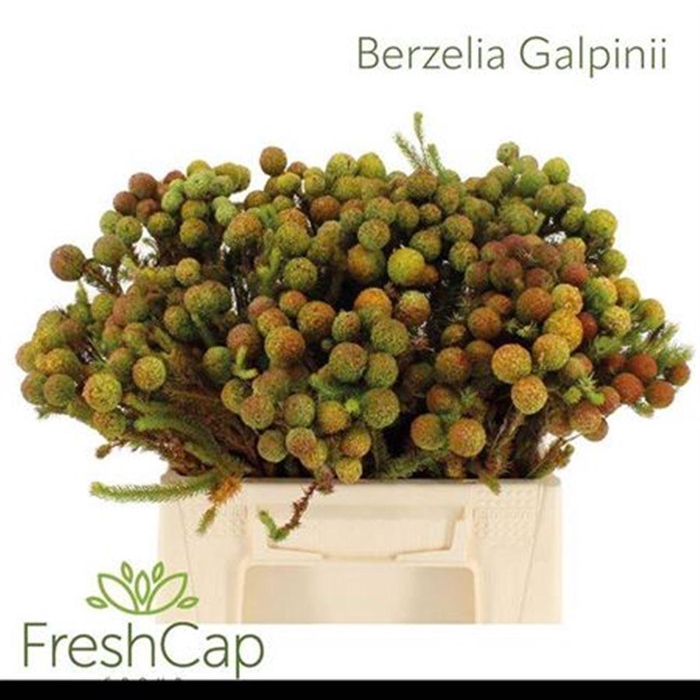 <h4>Kaaps Berzelia Palacea</h4>