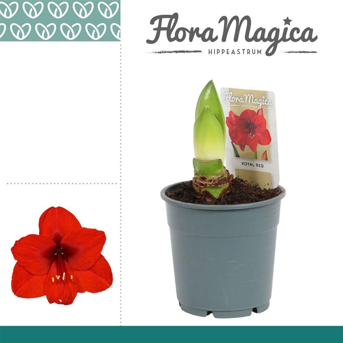 <h4>Amaryllis Royal Red 2 Knop</h4>