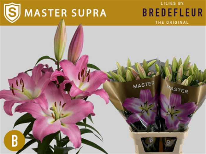 <h4>Li Ot Master Supra</h4>