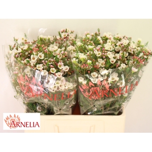Chame Moonl Delight 55cm 20gr