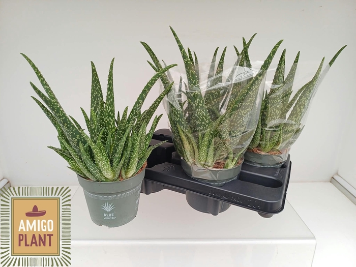 <h4>ALOE VERA</h4>