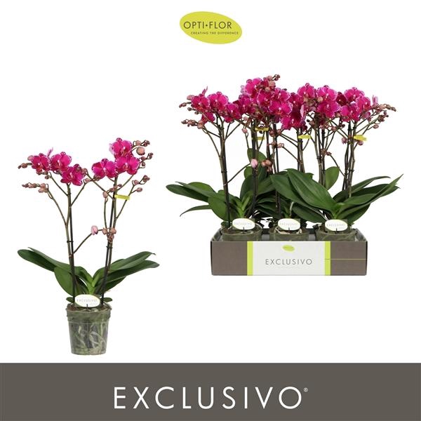 <h4>Phalaenopsis Multifloratypes overig paars</h4>
