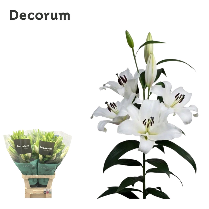 <h4>LI SARONNO 5 knop</h4>