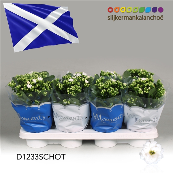 <h4>Kalanchoe Moments - Schotland flag</h4>
