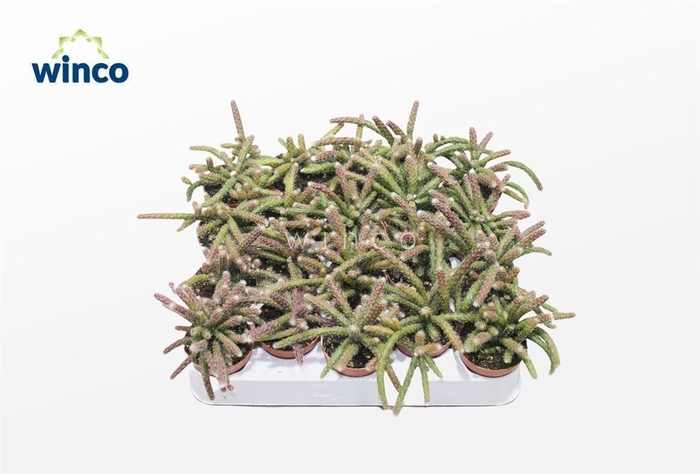 <h4>Rhipsalis Pilocarpa</h4>