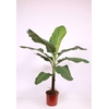 Musa Dwarf Cavendish