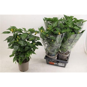 ** Hibis Ov 10 Branches P21 * Spring Deal *