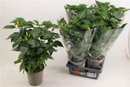 <h4>** Hibis Ov 10 Branches P21 * Spring Deal *</h4>