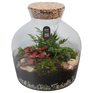 PTTER8111 Arrangement terrarium in glazen terrarium
