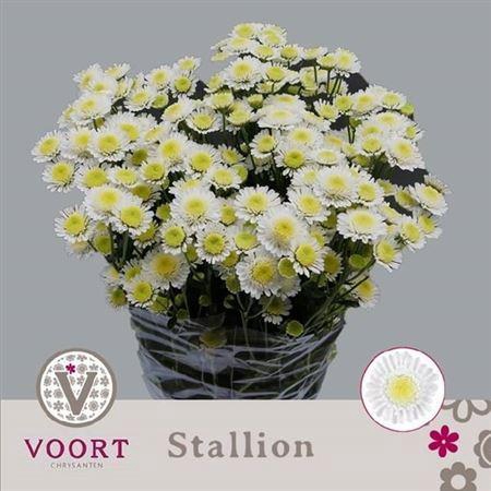 <h4>Chr T Stallion</h4>