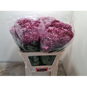 Chr G Bigoudi Purple A2