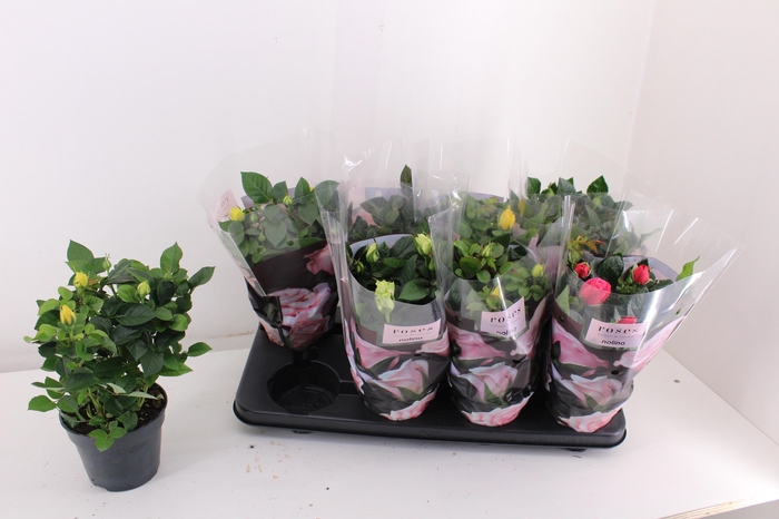 <h4>RO PATHIT GEM 4 SRT</h4>