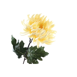 Chrysant Deco Yellow