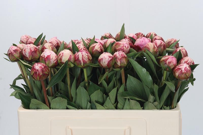 <h4>Paeonia Sarah Bernhardt</h4>
