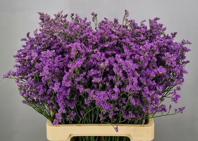 <h4>Lim Sin Kansas Blue</h4>