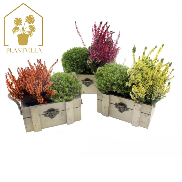 <h4>ARR TUINPLANTEN</h4>
