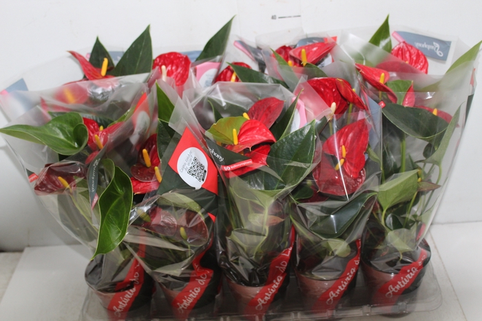 <h4>ANTHURIUM RED SUCCESS P12</h4>