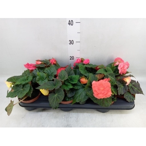 Begonia tuber.   ...