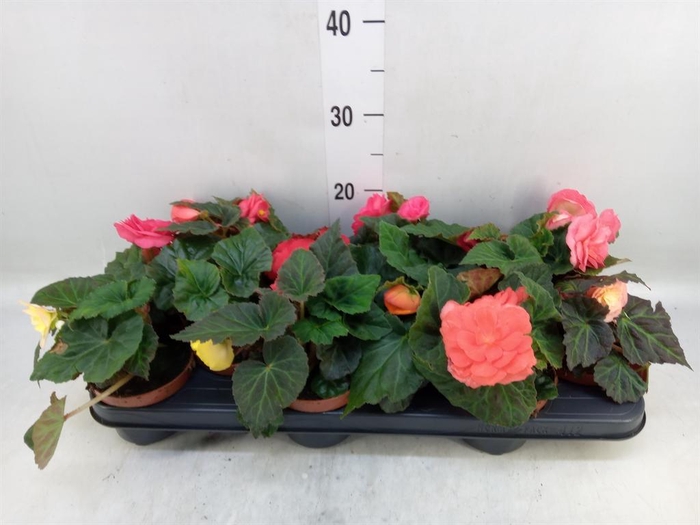 <h4>Begonia tuber.   ...</h4>