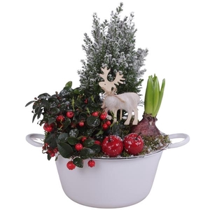 Winter Arr. Outdoor Zinc Bowl with Handles White Ø22cm 3PP