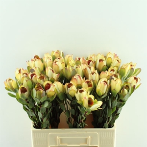 Leucadendron Pom-Pom