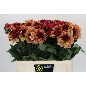 Dahlia Creme de Cognac